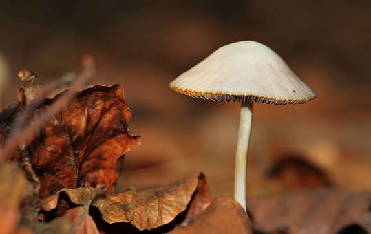 Mushroom Supplements: The Key to Optimal Health